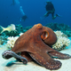 Illustration for article titled Threat Of Cannibalism Means No Valentine's Day Booty for Octopuses